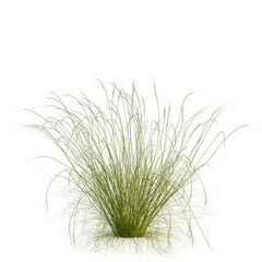 Stipa capillata tree, front view, cutout, transparent, isolate, Tall feathery grass plumes sway gently in the breeze