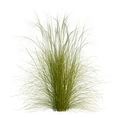 Stipa capillata tree, front view, cutout, transparent, isolate, Golden feathery grass plumes sway...
