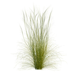 Stipa capillata tree, front view, cutout, transparent, isolate, Lush green ornamental grass plumes sway gently in the breeze