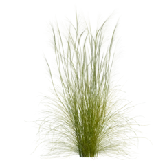 Keuken achterwand Gras Stipa capillata tree, front view, cutout, transparent, isolate, Lush green ornamental grass plumes sway gently in the breeze  © Peter Hai
