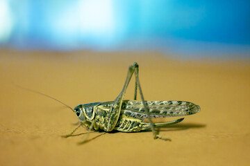 Green cricket or grasshopper insect sits on house wall at night