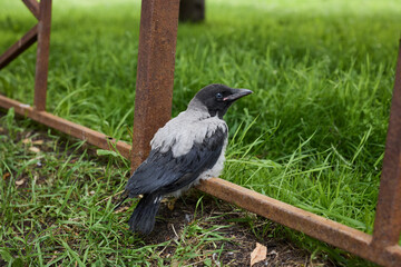 Hooded crow resting amid overgrown grass and urban debris