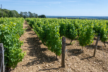 Vineyards of Pouilly-Fume appellation, making of dry white wine from sauvignon blanc grapes growing on different types of soils, France