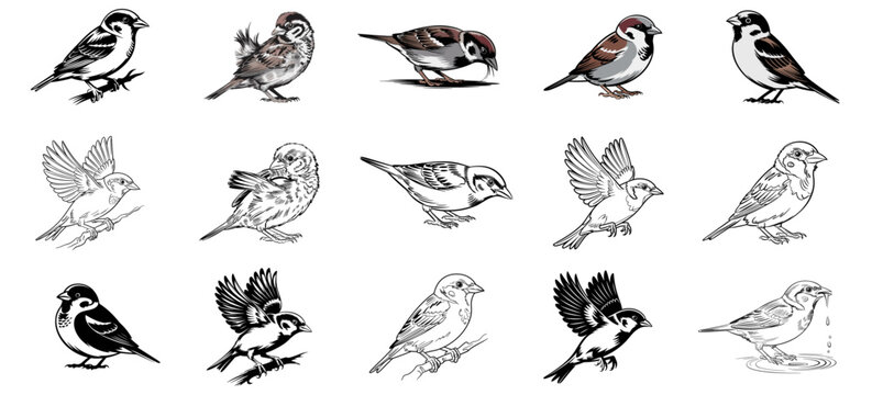 sparrow bird illustration set with various poses like flying and perched, drawing and silhouette vector collection