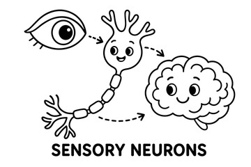 Neuron's Journey. Sensory neurons children?s coloring book illustration, outlined drawing, a cute neuron character receiving a signal from an eye and sending