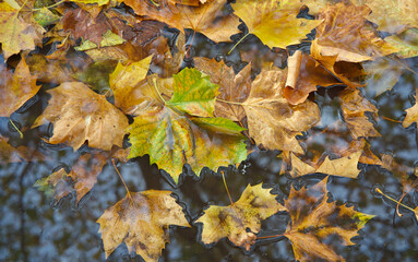 autumn leaves on the water