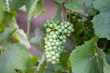Chardonnay grapes on champagne vineyards and village Hautvillers near Epernay, Champange, France