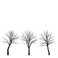 Three bare deciduous trees silhouetted against a stark white background showcasing intricate branch structures in winter or early spring representing nature and simplicity