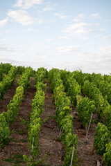 Aerial panoramic view on champagne vineyards and village Hautvillers near Epernay, Champange, France