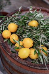 lemons and olive branches 