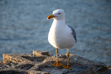 Seagull sea bird on beach or rocks in Collioure, France