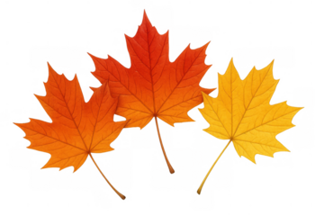 Maple leaves falling, showing vibrant autumn colors, red, orange, and yellow foliage, autumn season elements
