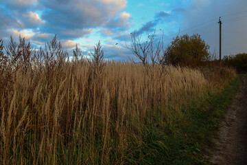 Obraz premium Tall, dry grasses with a golden-brown hue dominate the foreground, bordering a dirt road on the right edge. The composition contrasts with a rich blue sky, across which lit white clouds are drifting.