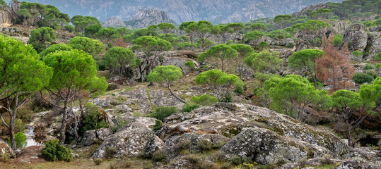 Pine Forest on Rocky Hills in the Mountains of Western Turkey