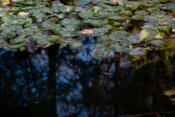 Swamp in autumn, landscape. Backwater