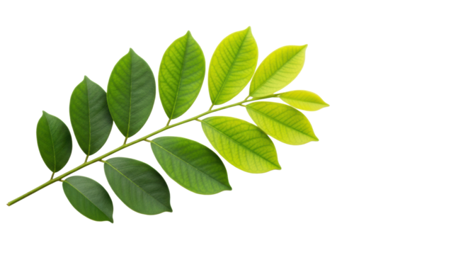A fresh young branch with vibrant lime, emerald, and dark green oval leaves, high-key studio photo on a transparent background with copy space, concept of organic growth and sustainability