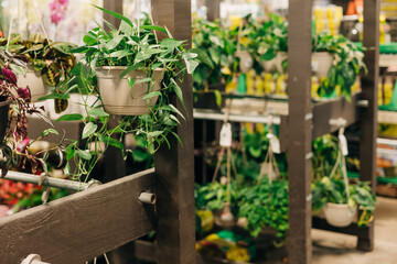 Hanging plants in a home garden center showcasing a variety of greenery in pots and baskets