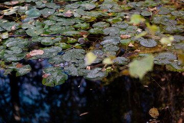 Swamp in autumn, landscape. Backwater