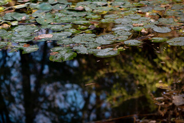 Swamp in autumn, landscape. Backwater