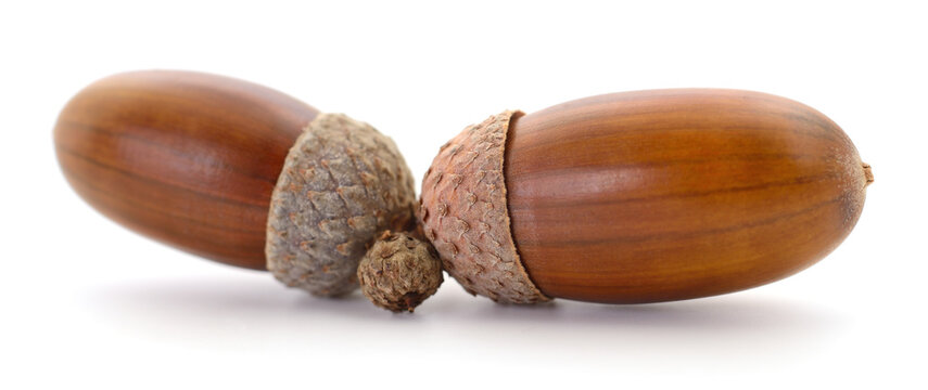 Two acorns isolated on white background
