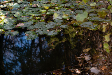 Swamp in autumn, landscape. Backwater