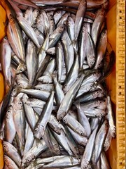 Fototapeta premium Freshly caught sprats (Sprattus sprattus) piled in a crate at a fish market, showing shiny silver bodies and natural texture. 