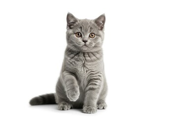 Obraz premium Adorable fluffy grey british shorthair kitten sitting and looking forward with one paw raised, isolated on white background