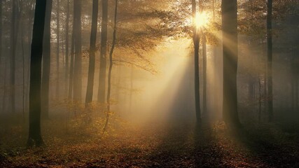 Sunlight shining through the trees in a misty forest with leaves on the ground in autumn time - Powered by Adobe