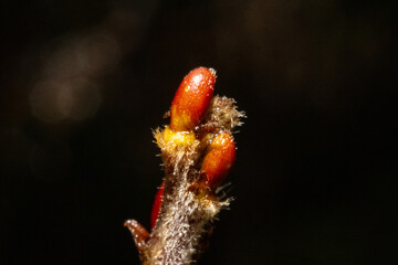 Ultra macro of red buds after the rain against a dark background
