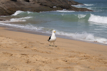 A gaivota caminhando na praia