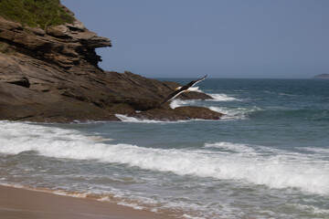 A gaivota saindo da praia