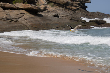 A gaivota chegando na praia