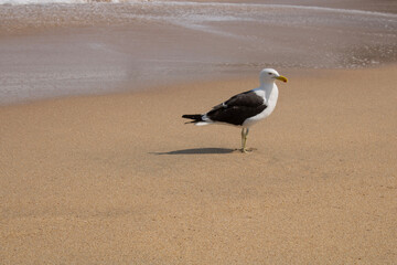 A gaivota tranquilamente na praia esperando