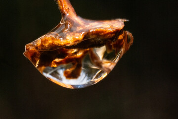 Ultra macro of a miniature wilted flower in a rain drop
