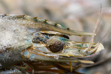 frozen raw shrimp photographed in close-up with ice crystals