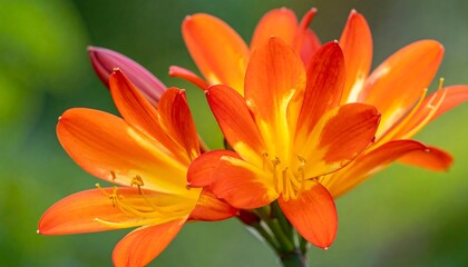Naklejka premium Close-up of vibrant orange flowers with a yellow center, set against a blurred green background, showcasing their beauty
