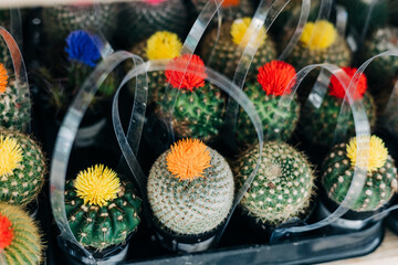 Colorful cactus plants displayed for sale at a garden center on a sunny afternoon
