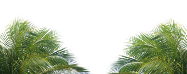 Tropical Palm Leaves: A vibrant display of lush, green palm fronds, perfectly framing an area, and inviting you to imagine the tranquility of a tropical paradise.