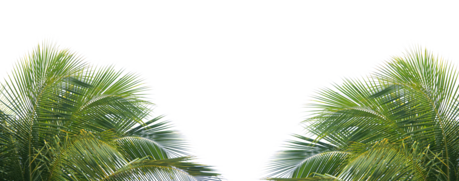 Tropical Palm Leaves: A vibrant display of lush, green palm fronds, perfectly framing an area, and inviting you to imagine the tranquility of a tropical paradise.