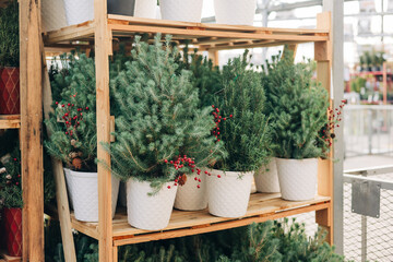 Fresh potted evergreens with red berries displayed at a garden center during winter season