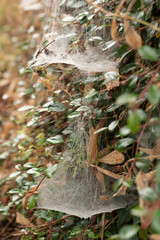 Double-Layered Spider Web on Green Leaves