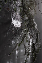 Ethereal Cobwebs on Spruce Branches in a Misty Forest