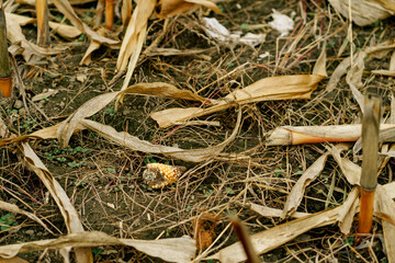 Close-up view of a harvested cornfield with dry leaves, stalks, and a leftover corn cob lying on the soil after the autumn harvest