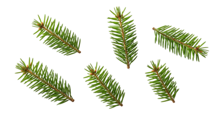 Evoking holiday spirit Festive pine sprigs falling like snow bringing a sense of winter on transparent background