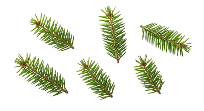 Evoking holiday spirit Festive pine sprigs falling like snow bringing a sense of winter on transparent background