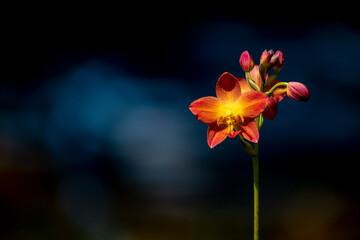 A cluster of vibrant reddish-orange orchids with bright yellow centers bloom on a thin dark stalk against a lush blurred green background.