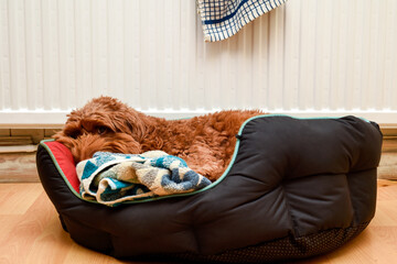 Pet dog resting at home in a pet bed where it sleeps inside the house