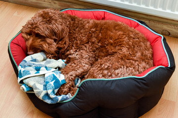 Pet dog resting at home in a pet bed where it sleeps inside the house