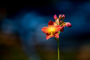 A cluster of vibrant reddish-orange orchids with bright yellow centers bloom on a thin dark stalk against a lush blurred green background.