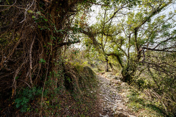 Obraz premium Rocky Trail through Sunlit Trees